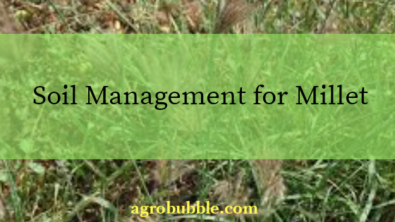 management for millet