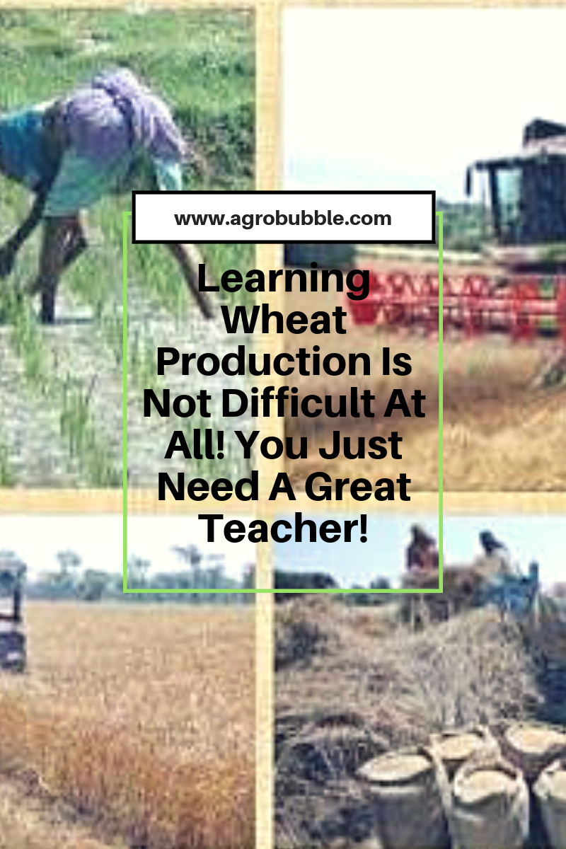 Wheat production