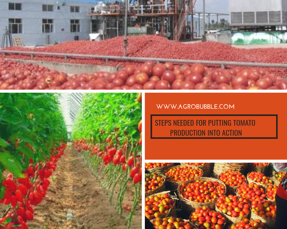 Tomato production - agrobubble