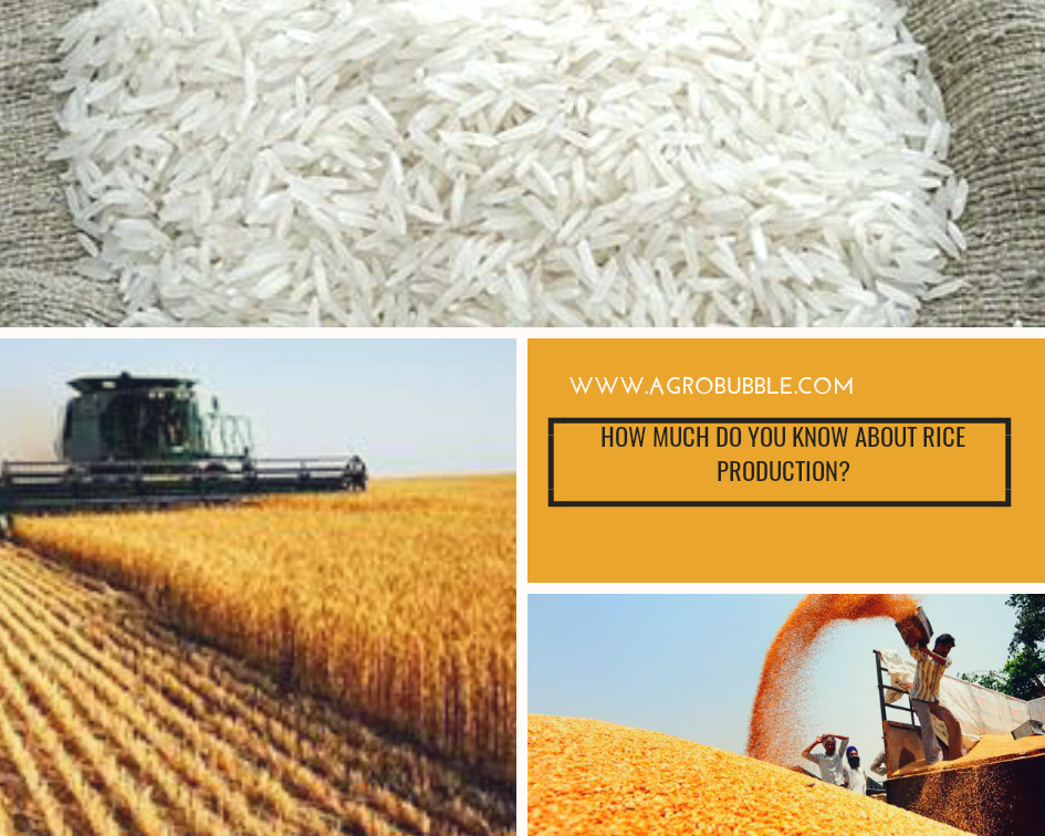 Rice Production - agrobubble