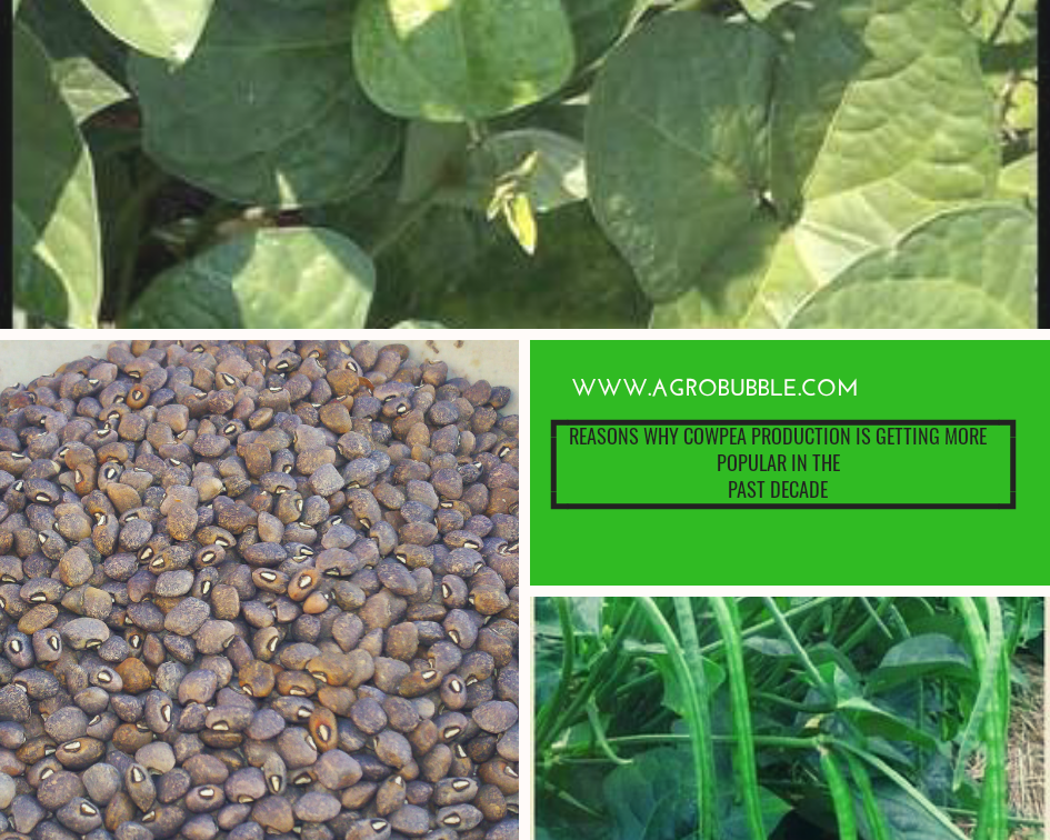 Cowpea Production: Reasons Why Its Getting More Popular In The Past Decade