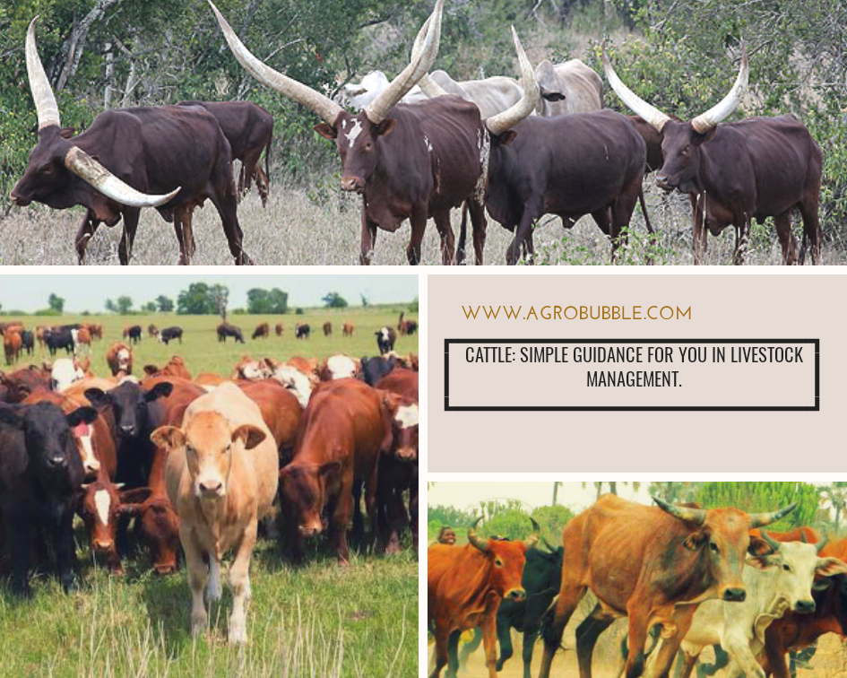 Cattle: Simple Guidance For You In Livestock Management.