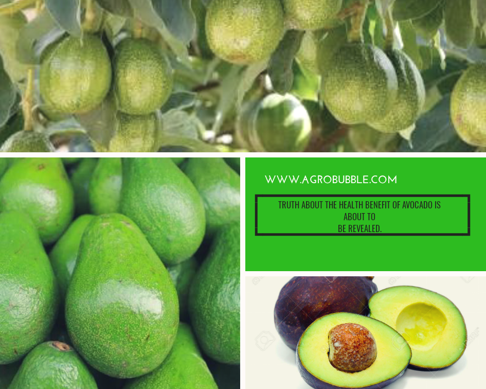 Health benefits of avocado