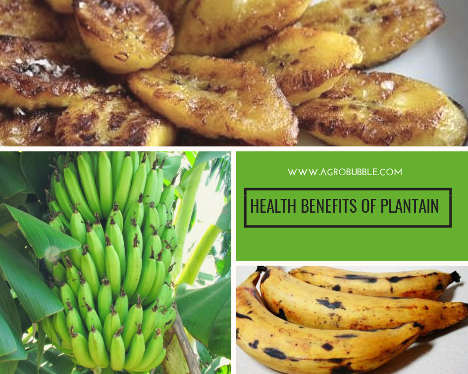 Health benefits of plantain
