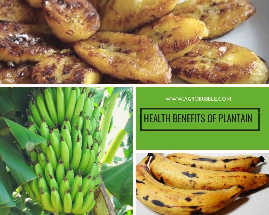 13 Health benefits of plantain you must know in 60 seconds.