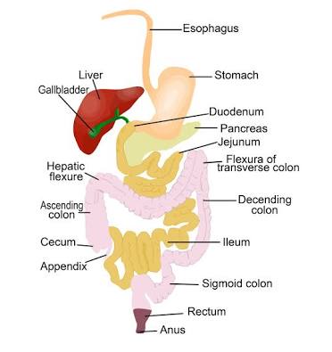 Health Benefits of plantain