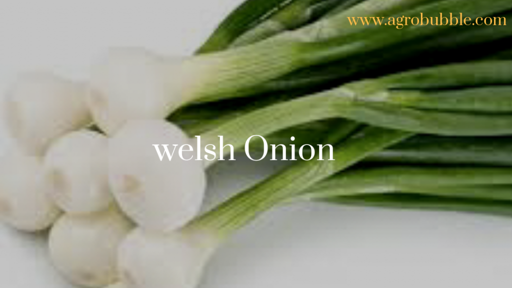 Welsh onion