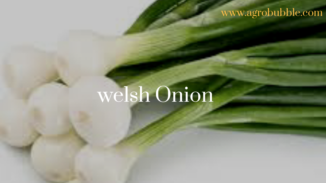 Amazing facts about onion plant you don't hear often