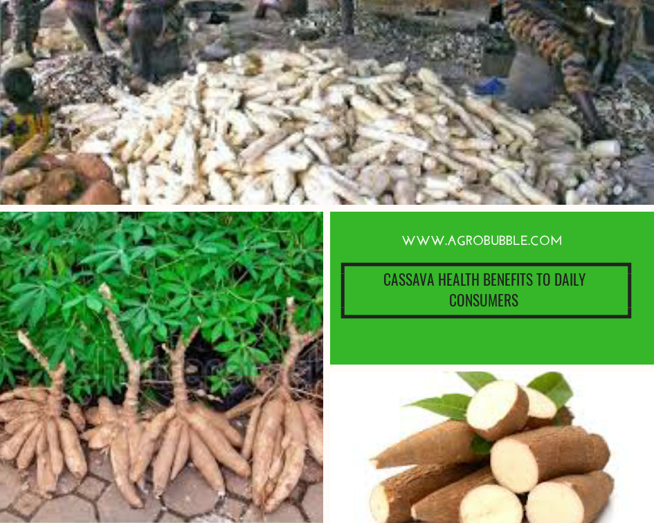 Cassava Benefit: Unexpected Ways it Can Make Your Life Better