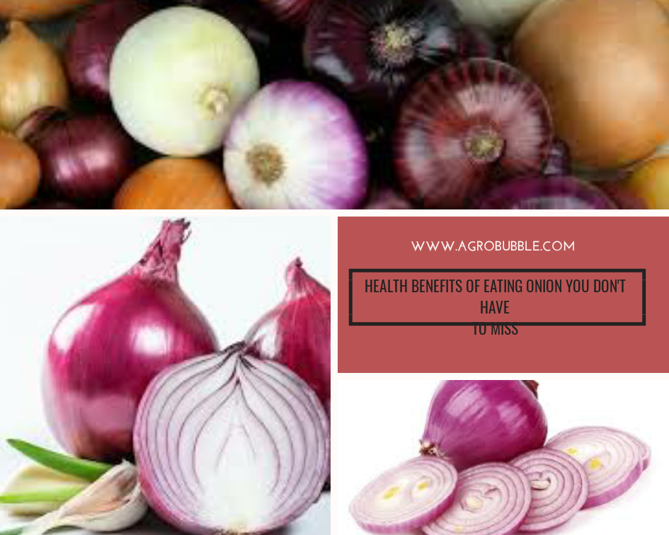 HEALTH BENEFITS OF ONIONS IN OUR BODY SYSTEM