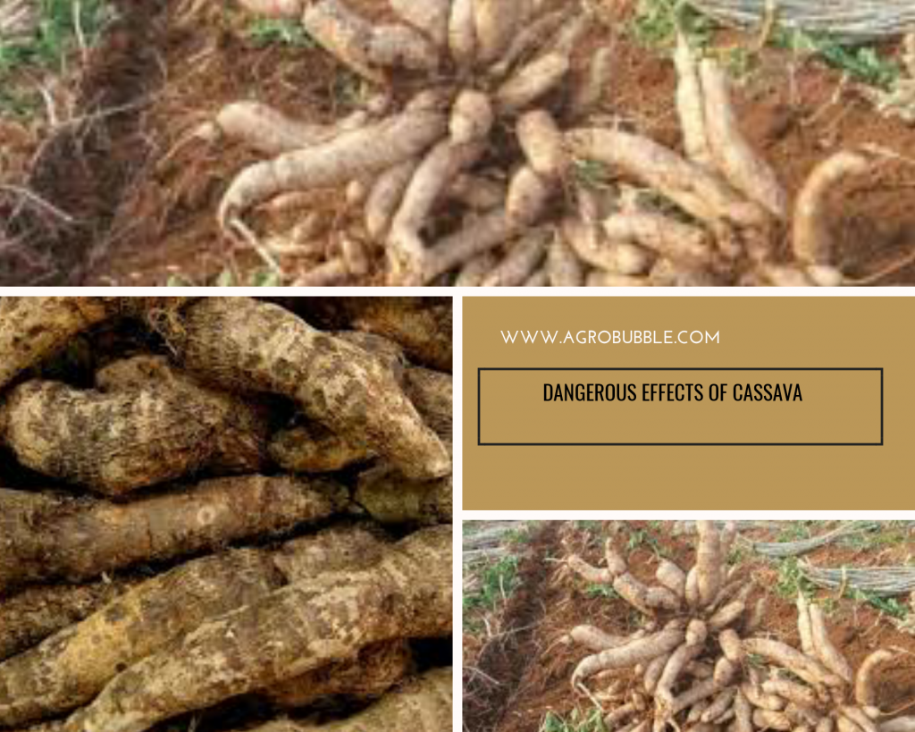cassava-poisoning-symptoms-agrobubble