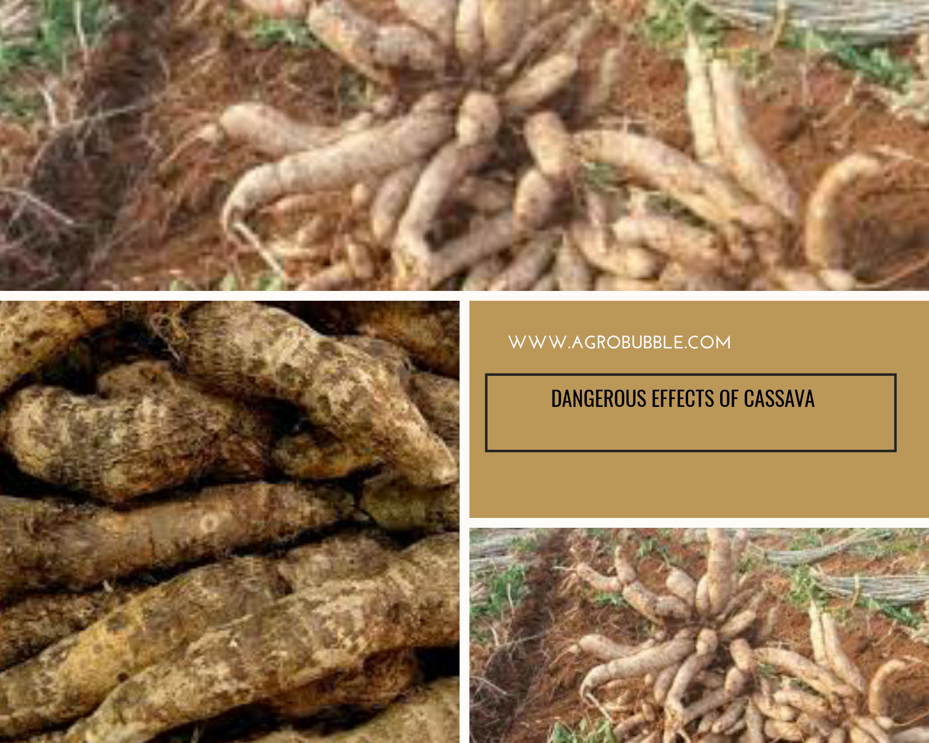 Cassava - Agrobubble