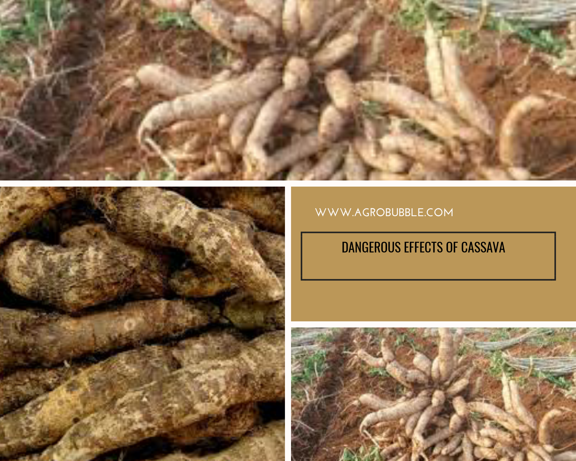 Dangers of Cassava: The Way Forward