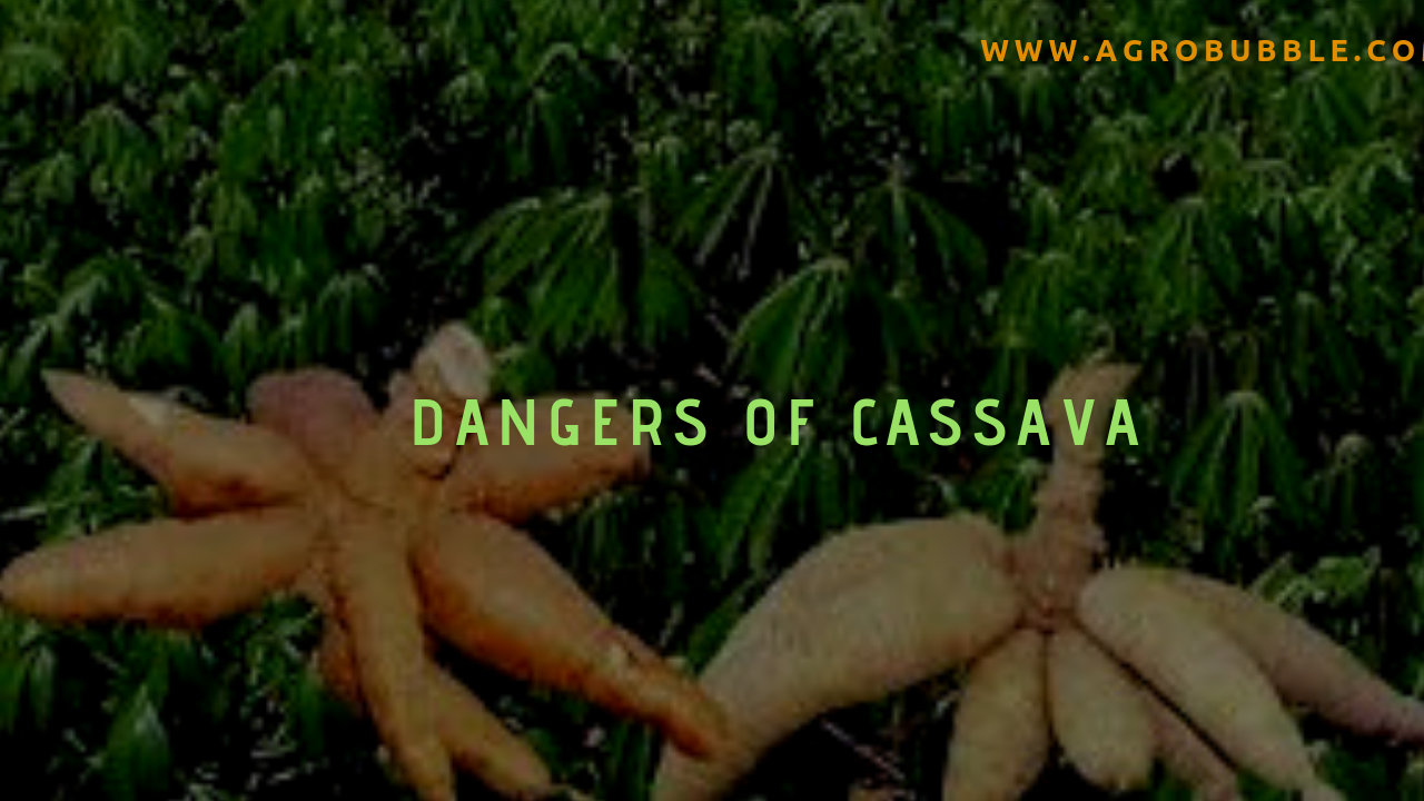Dangers of Cassava
