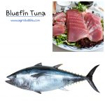 Bluefin Tuna - Agrobubble