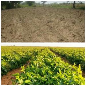 Land preaparation of cowpea