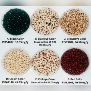 varieties of cowpea production