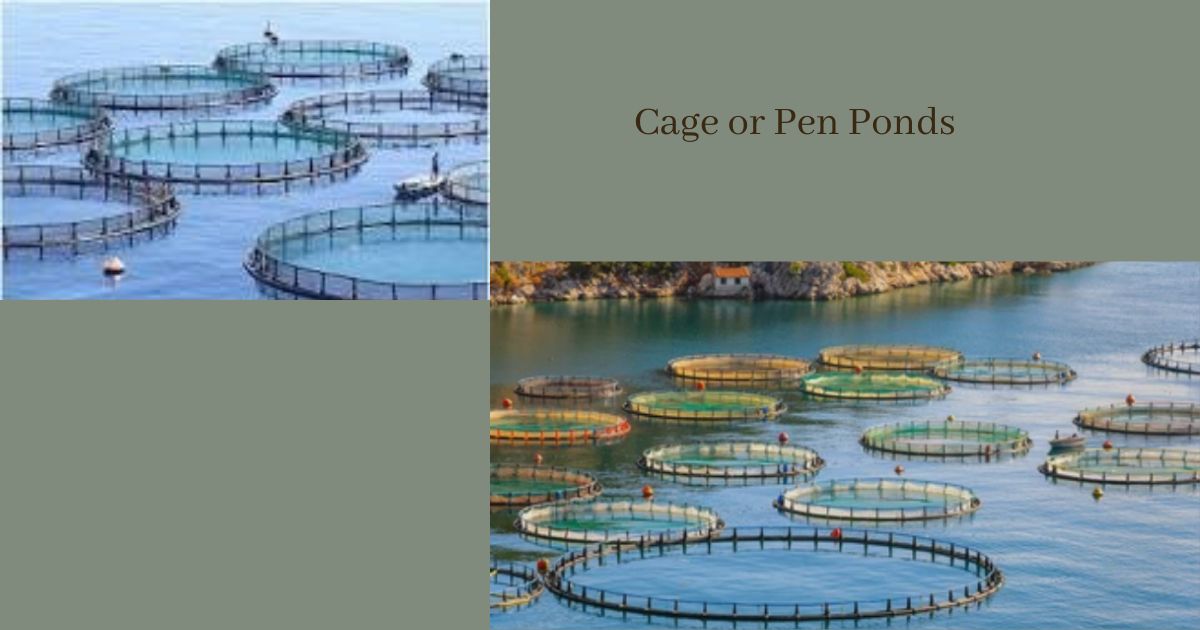 Cage or Pen Pond