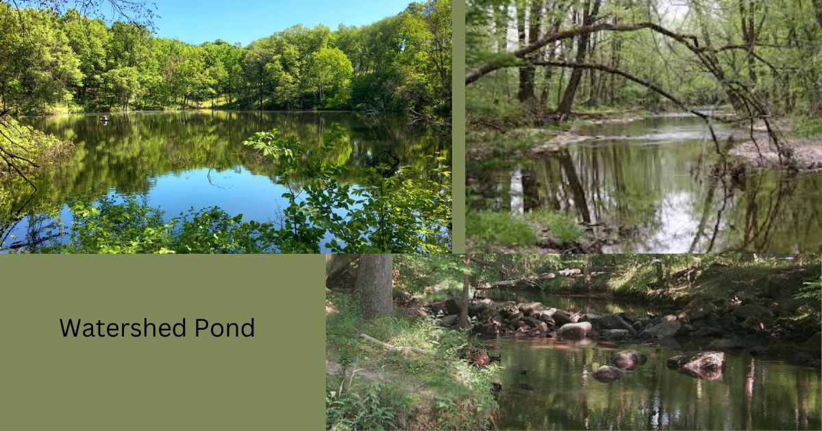 Watershed Pond