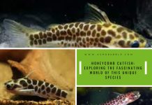 honeycomb catfish