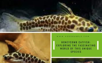 honeycomb catfish