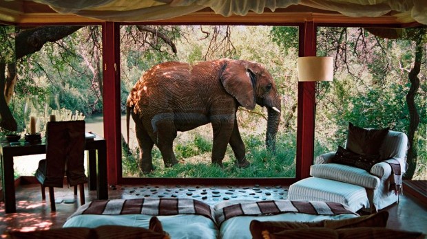 South Africa Safari Resort: A Wildlife Paradise